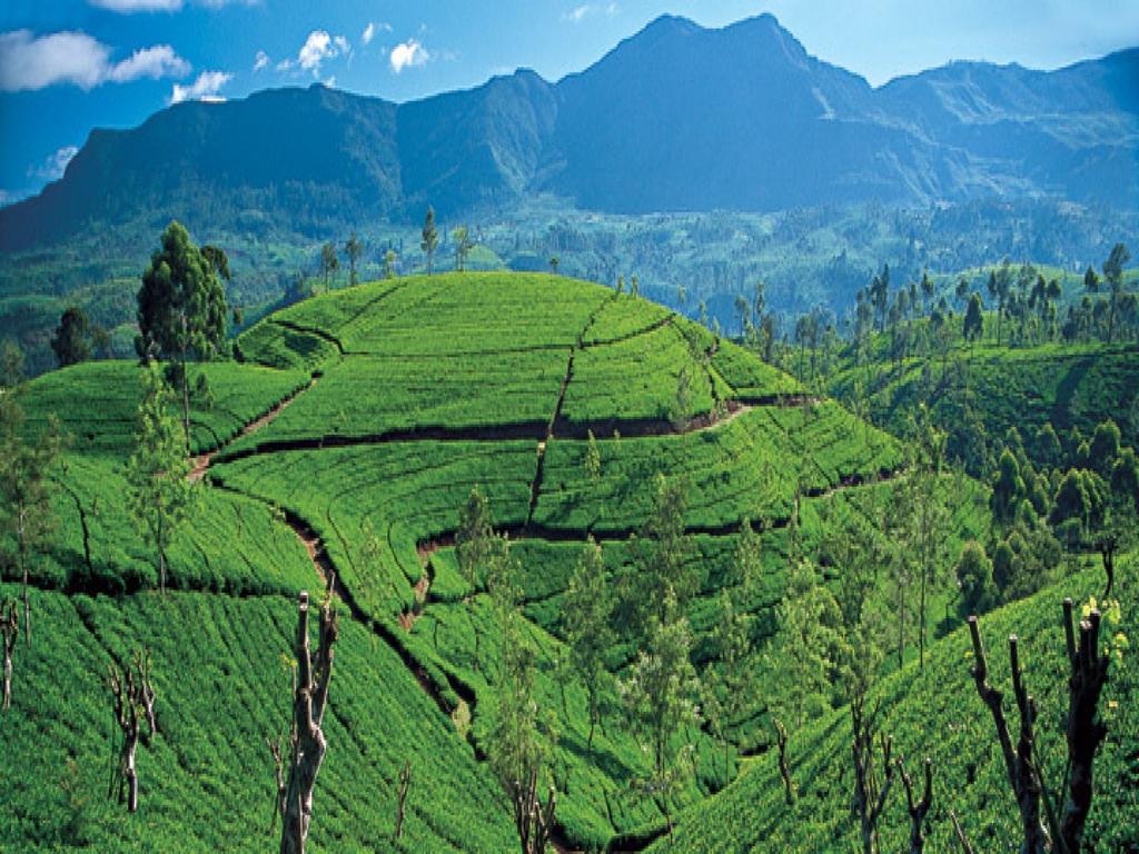 New Tour Inn Nuwara Eliya Exteriör bild